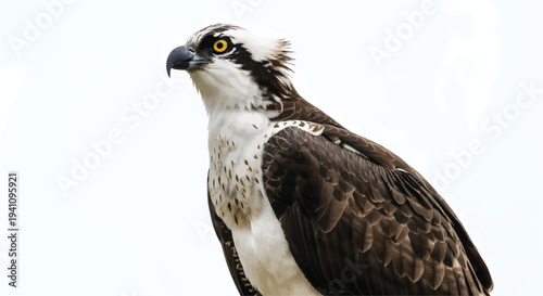 Osprey Bird Looking Left Isolated on White Background
