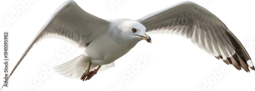 Seagull Flying Isolated on White Background