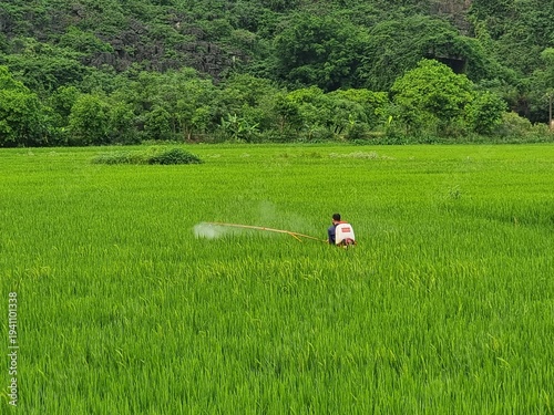 Foto Farmer spraying crops in lush rice field