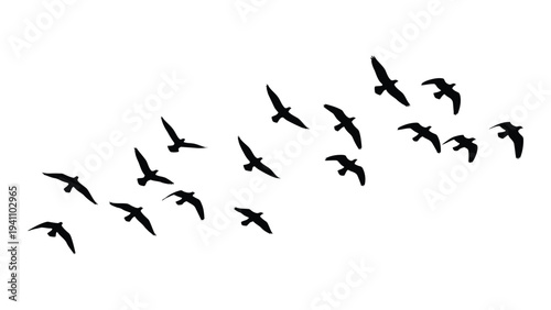 A flock of birds flying in a v formation