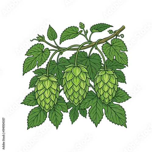 Botanical Illustration of Hops Plant with Cones and Leaves