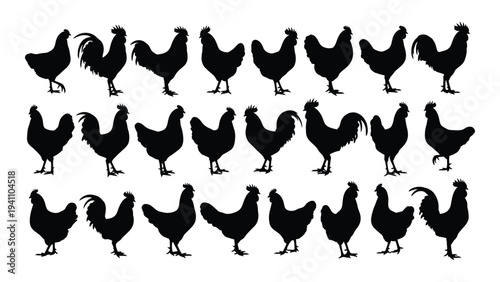 A group of black chickens standing in rows