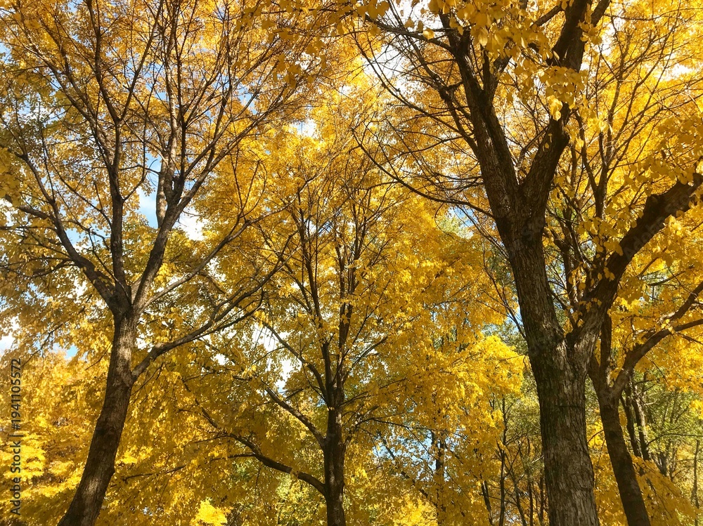 Obraz premium fall leaves