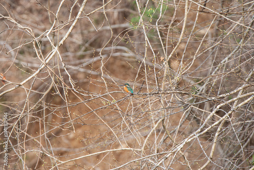 Male Common Kingfisher with black beak perched on a riverside twig, Koma River.