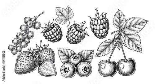Hand-drawn Berry Illustration: Strawberries, Raspberries, Blueberries, Cherries, and Currants
