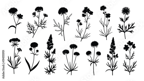 A collection of various wildflowers and plants