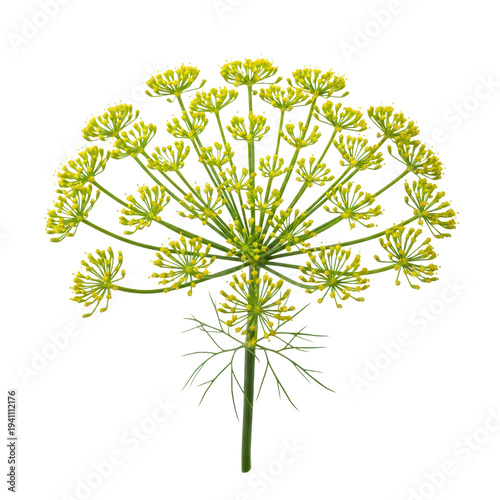 Dill flower on a white background
