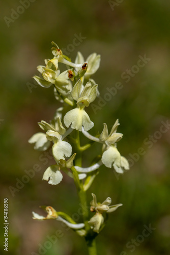 Provence Orchid (Orchis provincialis) in a natural habitat