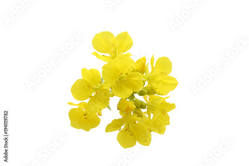flowers of rapeseed Brassica napus on a white background