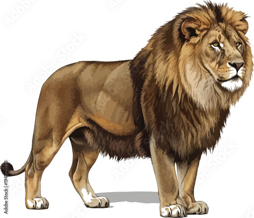 Majestic adult male lion with a powerful build and a magnificent flowing mane stands confidently on a pure white background.