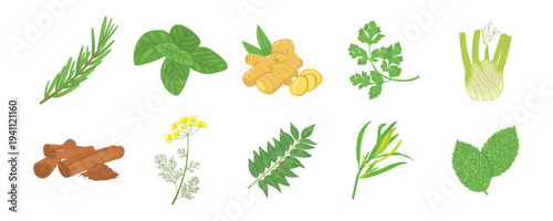 Fresh Culinary Herbs and Aromatic Spices Vector Illustration