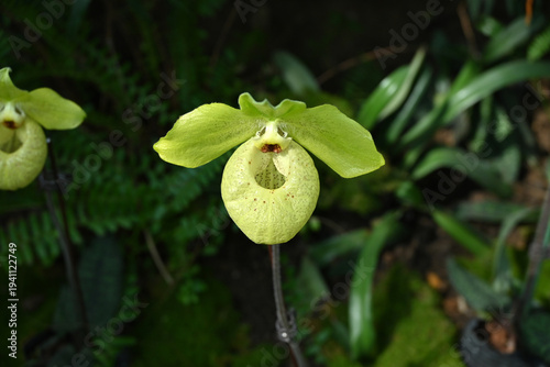 close up of a green Paphiopedilum malipoense in sunny day in the garden