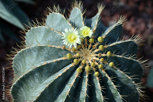 two yellow flower of green cactus blossom in the garden
