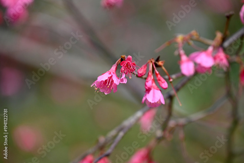 red sakura flowers blossom in the garden in sunny day