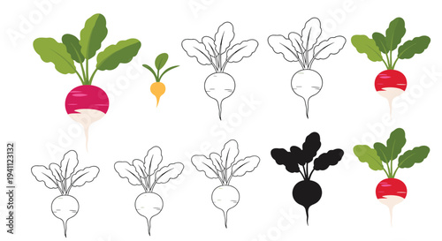Multi style collection of a radish illustration features colored versions outlines and a solid black silhouette for graphic design uses.