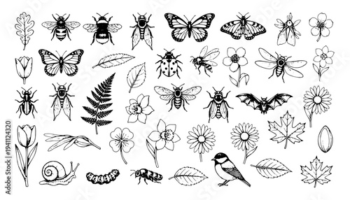 Insect bird and leaf collection vector engraving style on white isolated background for natural history poster design