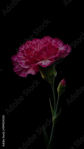 Pink Flower Bloom on Dark Background
