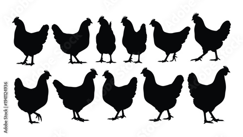 A group of black chickens standing together