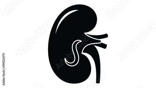 A black and white illustration of a kidney