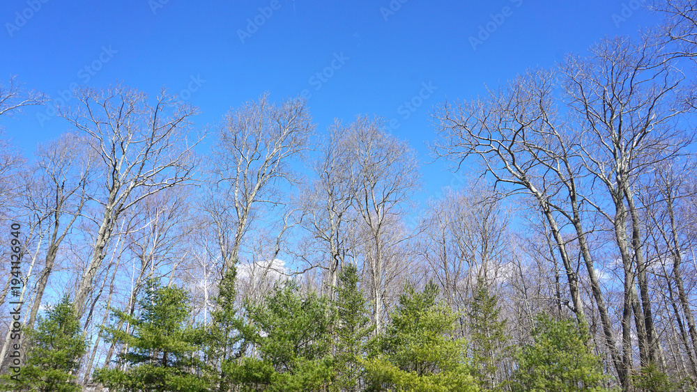 Obraz premium green grass and blue sky