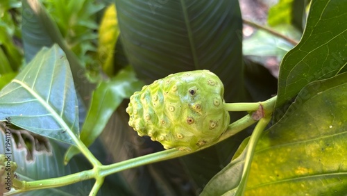Quadro su tela noni fruit on a plant with a natural background