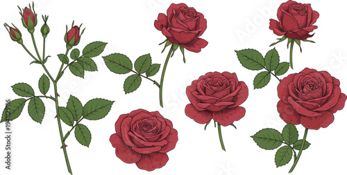 Seamless pattern featuring a set of red roses and pink blossoms with green leaves isolated on white for a beautiful floral nature background perfect for a Valentine gift of love and romance