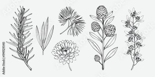Vintage botanical illustration of various coniferous and flowering plants