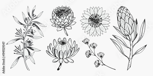 Detailed botanical illustration featuring protea and other floral specimens