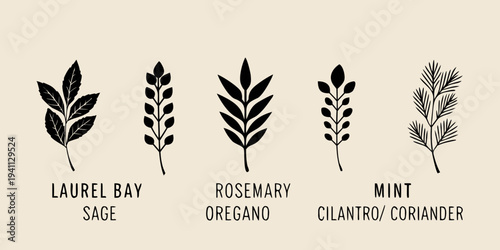 Botanical illustration of various herbs and their distinctive leaf shapes