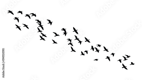 A flock of birds flying in formation