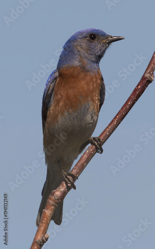 Western Bluebird male adult perched on low shrub. Garin Regional Park, Alameda County, California.