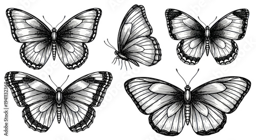 Vintage Butterfly Illustrations: Hand-Drawn Insect Collection in Sketch Style