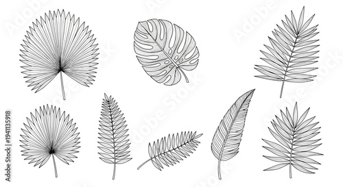 Set of detailed line drawings showcases various tropical leaves including monstera and palm fronds for botanical design.
