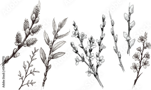 Collection of willow flowering vector illustration in a minimalist black line art style