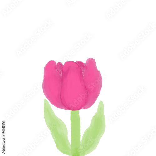 pink tulip
