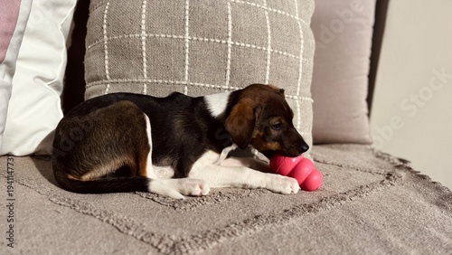 фотографія Mixed breed puppy lying sofa chewing pink rubber Kong toy cushions background —