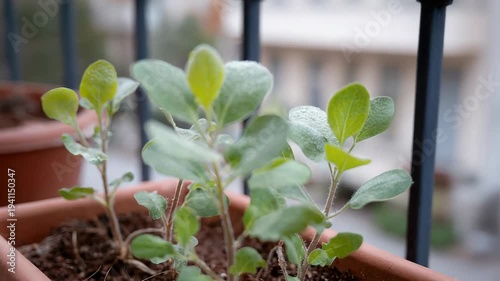 Timelapse of sage plant growth in urban balcony garden with light variation