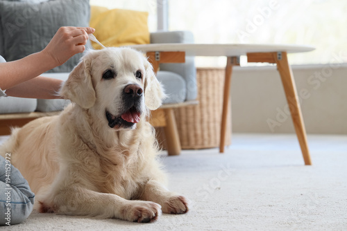 Photos Owner applying spot-on flea medication on hair of dog at home