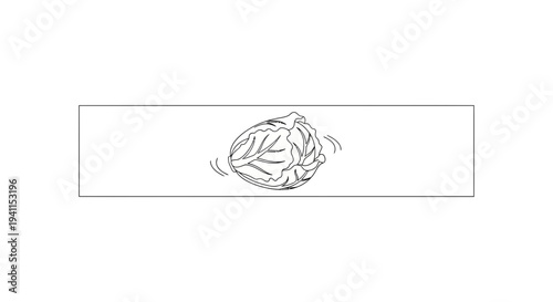 Minimalist line art illustration of a fresh, healthy cabbage head, perfect for culinary designs