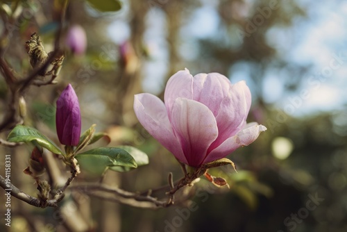 Delicate Pink Magnolia Blossoming in Sunlit Garden