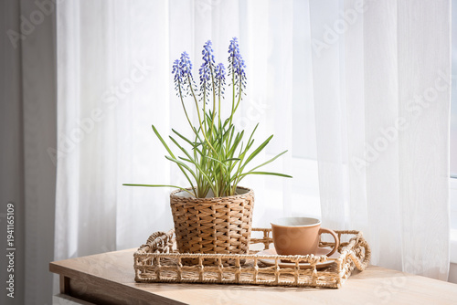 Tray with Muscari flowers a...