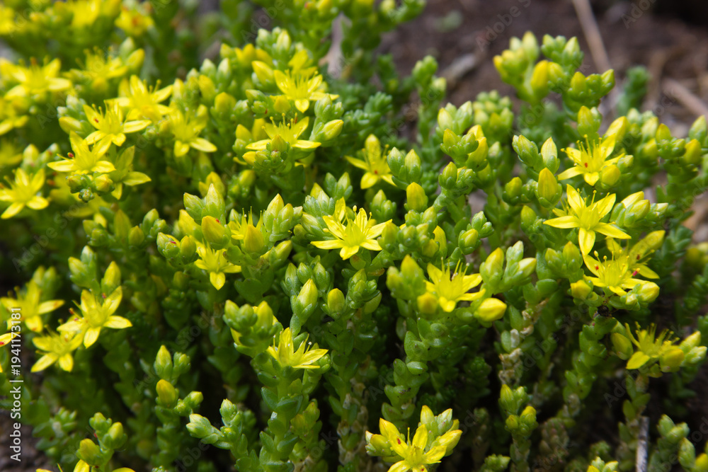 Obraz premium yellow flowers in spring