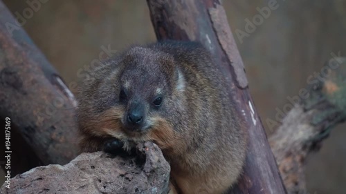 A Rock hyrax (Procavia capensis) rests on a rock surface, close up shot.