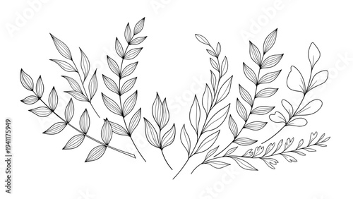 Collection of delicate line art branches with leaves in a minimalist black and white style for botanical and nature themed design projects.
