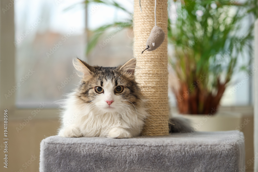 Obraz premium Fluffy cat playing with toy mouse and scratching post