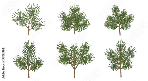 Set of green pine branches and needles for winter nature, forestry, and holiday decoration design projects.