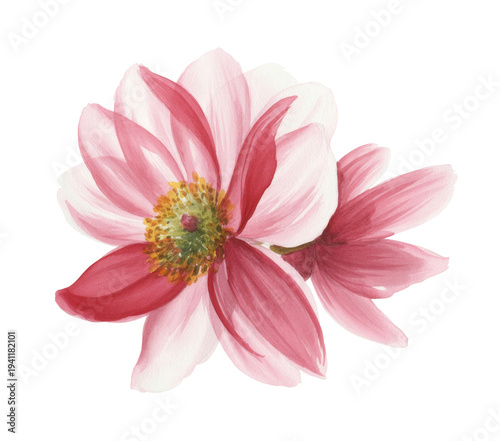 Beautiful Watercolor flower with Pink petals, Botanical illustration, Floral art on White background