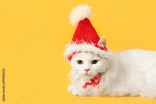 Cute white cat in funny San...