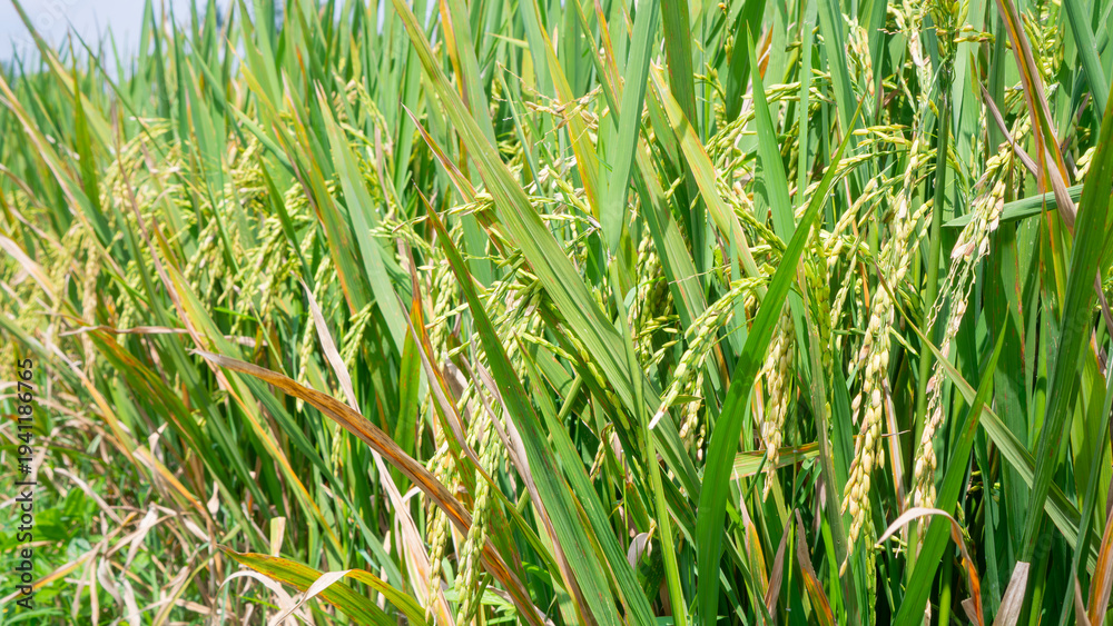 Obraz premium green rice field