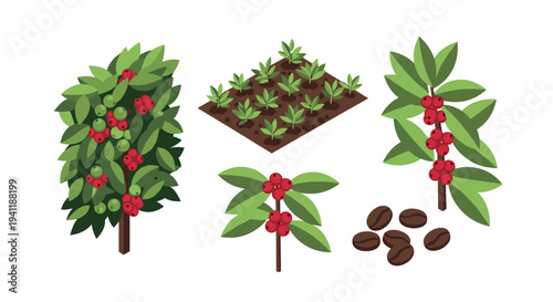 Isometric coffee plant growth stages and beans